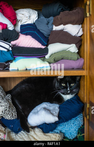 Cat on top of clothes in a armoire. Stock Photo