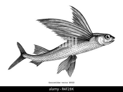 Exocoetidae or Flying fish hand drawing vintage engraving illustration Stock Vector