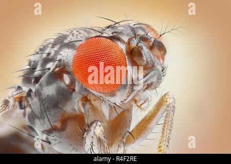 Extremely sharp and detailed image of the fruit fly at an extreme magnification taken with a microscope objective. Stock Photo