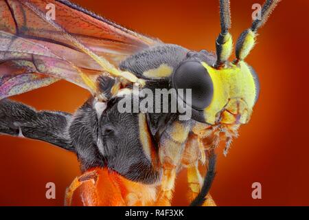 Extremely sharp and detailed study of a small wasp taken with a microscope objective stacked from many images into one very sharp photo. Stock Photo