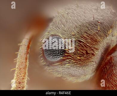 Extremely sharp and detailed study of an Ant head taken with a microscope objective stacked from many images into one very sharp photo.
