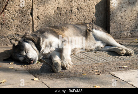 Can dogs sleep outside hotsell