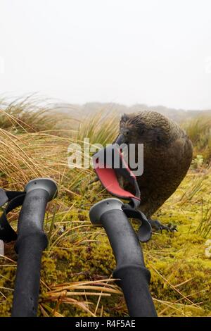 Kea parrot trying to get the walking pole, Milford Track New Zealand South Island Stock Photo