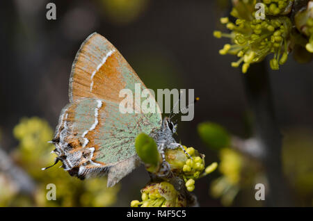 Juniper Hairstreak, Callophrys gryneus, nectaring from New Mexico Olive, Forestiera pubescens Stock Photo