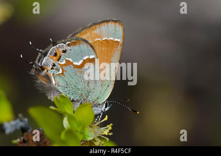 Juniper Hairstreak, Callophrys gryneus, nectaring from New Mexico Olive, Forestiera pubescens Stock Photo