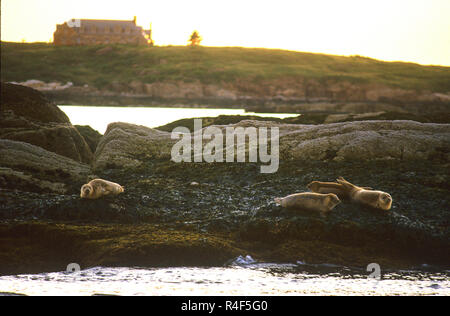 Harbor Seals (Phoca vitulina) on the rocks of the coast of Boothbay Harbor, Maine, USA Stock Photo