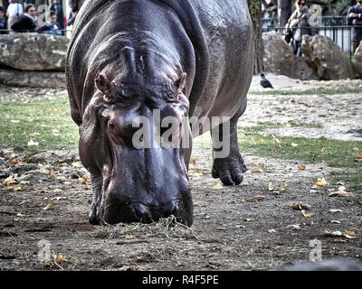 Shot of an hippopotamus while eating at the park