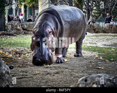 Shot of an hippopotamus while eating at the park