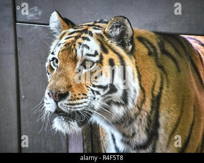 Close up view of a tiger Stock Photo