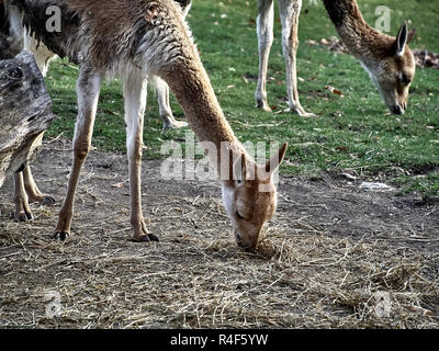 Shot of a baby lama while eating Stock Photo