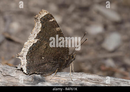Mourning Cloak, Nymphalis antiopa, overwintered adult Stock Photo