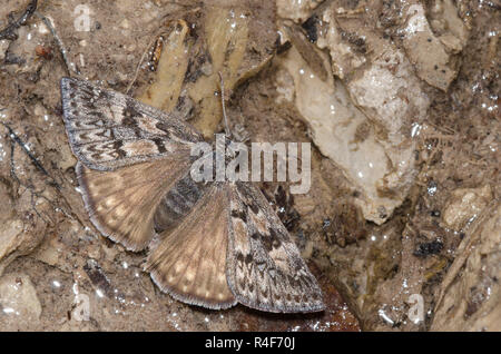 Rocky Mountain Duskywing, Gesta telemachus, female,  mud-puddling Stock Photo
