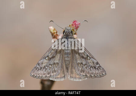 Rocky Mountain Duskywing, Gesta telemachus, male Stock Photo