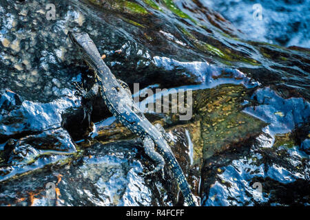 Little Cub of Monitor Lizard on the stone near a stream Stock Photo