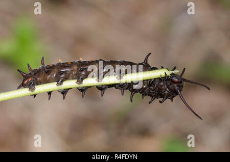 Pipevine Swallowtail, Battus philenor, larva on woolly dutchman's pipe, Aristolochia tomentosa Stock Photo