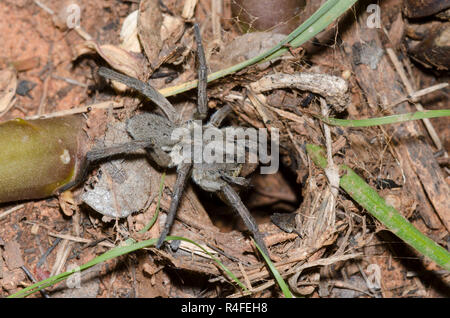 Carolina Wolf Spider, Hogna carolinensis, at burrow entrance Stock Photo