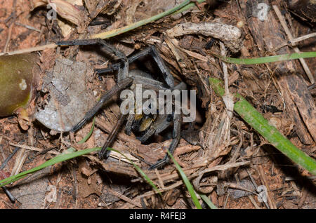 Carolina Wolf Spider, Hogna carolinensis, at burrow entrance Stock Photo