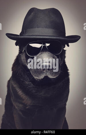 Dog in hat and sunglasses Stock Photo