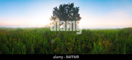 Panorama Landscape sunset with fog in a field with single oak tree and grass Stock Photo