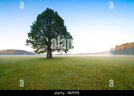 Alone tree on meadow at sunset with sun and mist Stock Photo