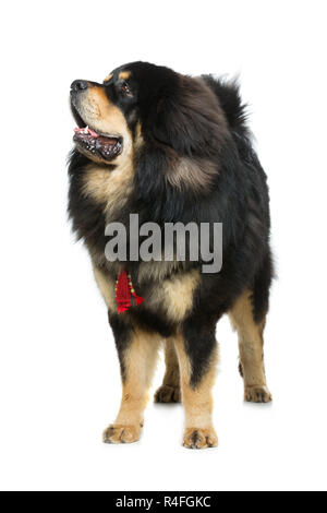 Beautiful big Tibetan mastiff dog Stock Photo