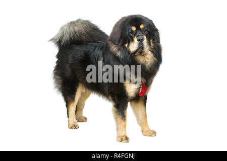 Beautiful big Tibetan mastiff dog Stock Photo