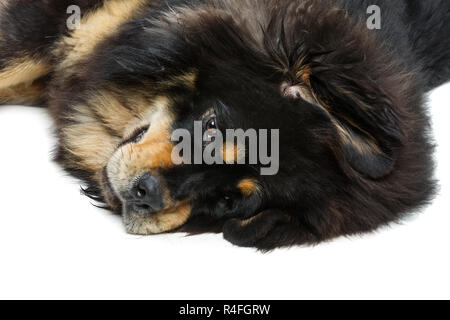 Beautiful big Tibetan mastiff dog Stock Photo