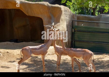 Southern gerenuks, San Diego Zoo, California, United States. Stock Photo