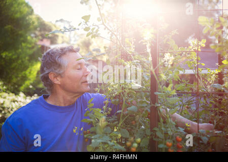 Mature man Farmer Picking Vegetables In Garden Stock Photo