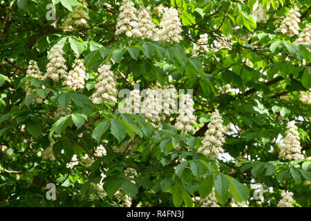 blooming chestnut tree in the spring Stock Photo