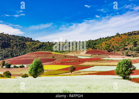 cultivated land fields landscaped near Kalaw Shan state in Myanmar (Burma) Stock Photo