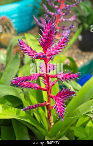 Purple pink and blue flower stalks of the Aechmea Blue Tango cultivar bromeliaceae or bromeliad in pots. Stock Photo