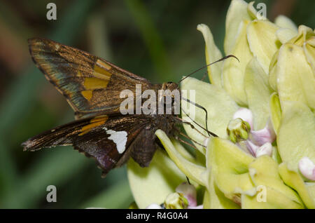 Silver-spotted Skipper, Epargyreus clarus, male on green milkweed, Asclepias viridis Stock Photo