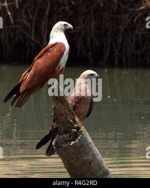 Eagles perched on driftwood Stock Photo