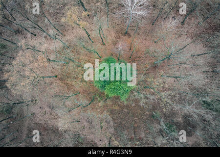 lonely green tree among dead trees - view from above Stock Photo
