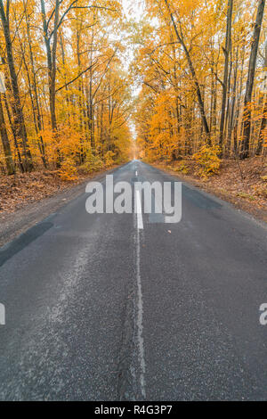 Asphalt road and colorful forest natural landscape in autumn season ...