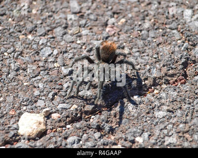 Black Tarantula. Spiders Utah, Grand Canyon. Stock Photo