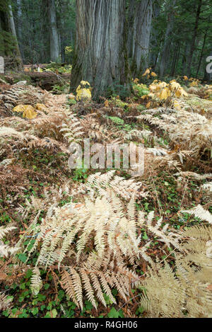 Ferns and Devils Club in an old growth cedar forest, Selkirk Mountains, Idaho. Stock Photo