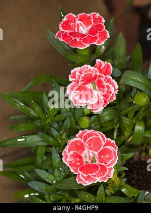 Beautiful and unusual perfumed salmon pink carnation flowers with white edges to petals and against background of green leaves Stock Photo