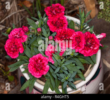 Red carnations surrounded by green foliage growing and flowering in white ceramic container Stock Photo