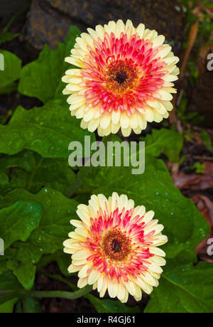 Spectacular cream and red double gerbera flowers against background of emerald green leaves with raindrops on petals and foliage Stock Photo