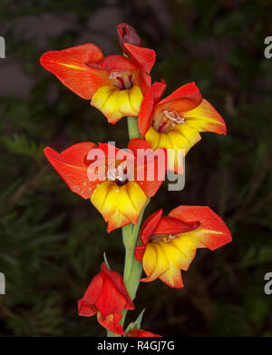 Tall green flower stem with spectacular vivid fire red and yellow flowers of gladiolus against dark background Stock Photo