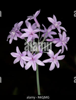 Cluster of star-shaped pale mauve / pink flowers of Tulbaghia violaceae, society garlic, on black background Stock Photo