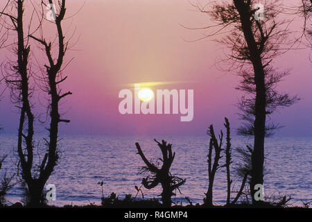 Sunset at beach behind tree, Ganpatipule, Ratnagiri, Maharashtra, India, Asia Stock Photo