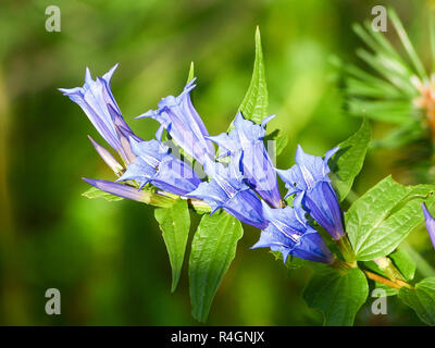 Willow Gentian flowers in mountains . Stock Photo