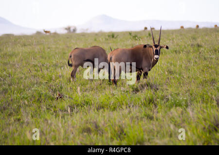 Oryx grazing in the savanna Stock Photo