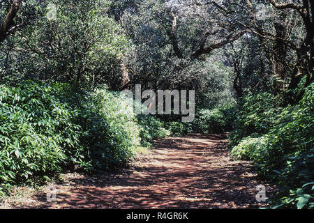 Path in forest, Matheran, Maharashtra, India, Asia Stock Photo