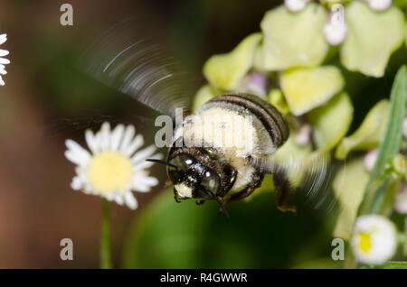 Eastern Carpenter Bee, Xylocopa virginica, male, in flight over green milkweed, Asclepias viridis Stock Photo