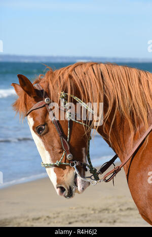 Closeup profile portrait of a horse on the Beach with the ocean in the background, vertical format. Stock Photo