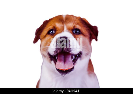Brown young puppy looking sideways and tongue show on white background isolated Stock Photo